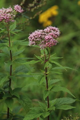 Pink or purple flowers of Eupatorium cannabinum. Eutrochium maculatum. Tall plants
