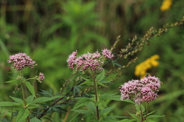 Pink or purple flowers of Eupatorium cannabinum. Eutrochium maculatum. Tall plants
