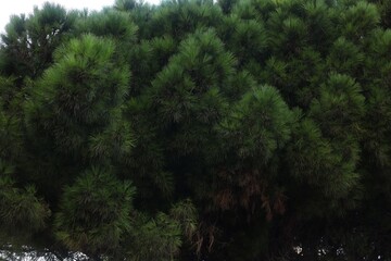 Beautiful tree with green leaves growing outdoors, low angle view