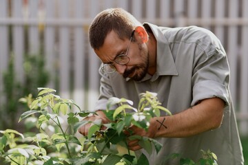 A 35-year-old man works in his garden, tending to plants in natural sunlight. Authentic, unaltered...