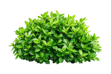 Obraz premium Lush green bush isolated against a transparent background showing healthy foliage and vivid color