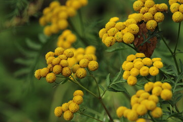 Wild, uncultivated flowers. Yellow flowers in the field. Common Tansy. Tansy, yellow tansy flowers closeup. Beautiful summer background. Beautiful floral background 
