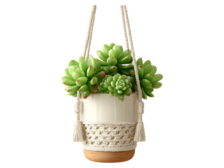 Green Succulent Plant in Hanging Pot with Macrame Hanger Isolated