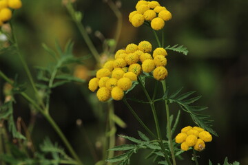 Wild, uncultivated flowers. Yellow flowers in the field. Common Tansy. Tansy, yellow tansy flowers closeup. Beautiful summer background. Beautiful floral background 
