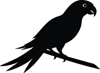  parrot on branch vector, tropical bird silhouette illustration  