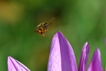 Bee in flight