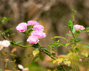 pink and white flower