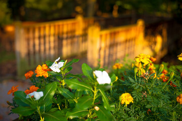 flowers in the garden