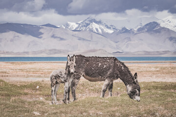 Donkeys walk in a pasture and eat grass in the highlands of the Tien Shan in the Pamirs against a backdrop of mountain peaks and ridges covered with snow and glaciers. A donkey with thick gray fur