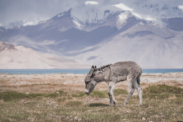 A donkey walks in a pasture and eats grass in the highlands of the Tien Shan in the Pamirs against a backdrop of mountain peaks and ridges covered with snow and glaciers. A donkey with thick gray fur