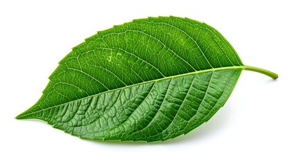 Obraz premium A vibrant green leaf isolated on a pristine white background, showcasing its intricate veins and texture. The leaf is fully in focus