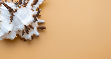 Collection of exotic seashells with unique spiky shapes and natural textures, arranged on a light background with free space for text, perfect for cards, invitations, or document design.