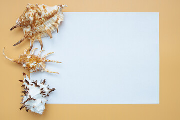 Collection of exotic seashells with unique spiky shapes and natural textures, arranged on a light background with free space for text, perfect for cards, invitations, or document design.