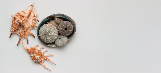 Collection of exotic seashells with unique spiky shapes and natural textures, arranged on a light background with free space for text, perfect for cards, invitations, or document design.