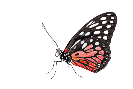 Beautiful red and black butterfly isolated on white transparent background