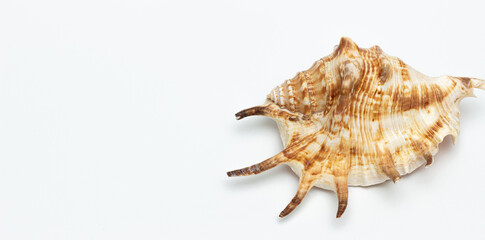 Collection of exotic seashells with unique spiky shapes and natural textures, arranged on a light background with free space for text, perfect for cards, invitations, or document design.