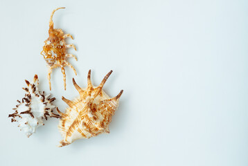 Collection of exotic seashells with unique spiky shapes and natural textures, arranged on a light background with free space for text, perfect for cards, invitations, or document design.