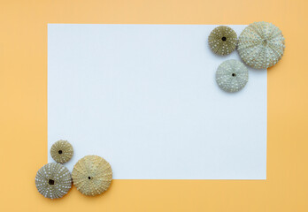 Collection of exotic seashells with unique spiky shapes and natural textures, arranged on a light background with free space for text, perfect for cards, invitations, or document design.
