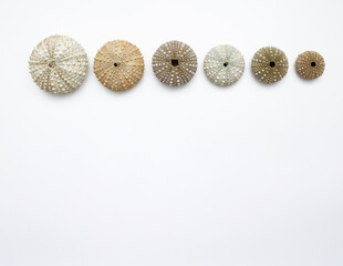 Collection of exotic seashells with unique spiky shapes and natural textures, arranged on a light background with free space for text, perfect for cards, invitations, or document design.