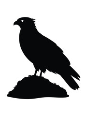 Silhouette of a majestic bird of prey perched on a rock