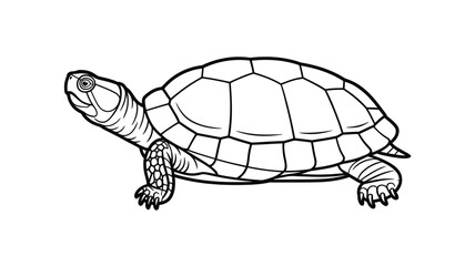 Black and white line drawing of a tortoise on a white background