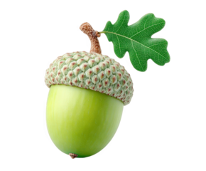 A single, vibrant green acorn with its cap and a small oak leaf attached, isolated on a pure transparent background, symbolizing nature, growth, and the autumn season