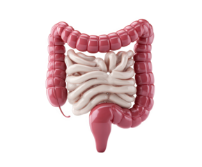 Anatomical illustration of the human large intestine and small intestine, isolated on transparent background