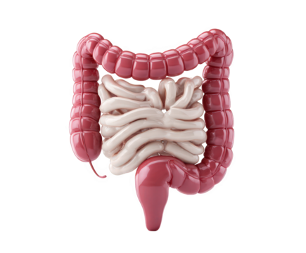 Anatomical illustration of the human large intestine and small intestine, isolated on transparent background