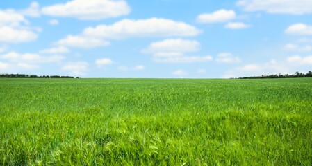 Fototapeta premium Beautiful landscape with green grass in a bright sky.