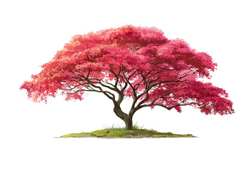 a red japanese maple tree with bright pink leaves, standing on grassy ground against a white background