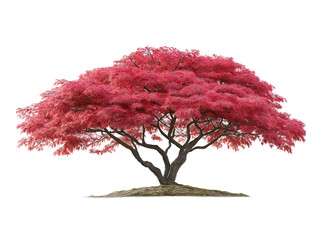 a red japanese maple tree with bright pink leaves, standing on grassy ground against a white background