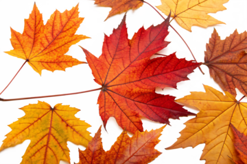 Pile of autumn leaves isolated on AI Generated