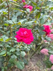 pink rose in garden