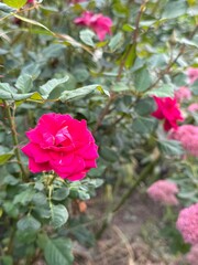 pink roses in garden