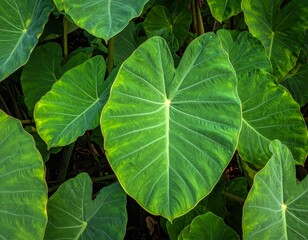 Close-up of taro plants