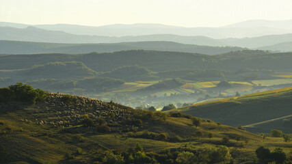 Sunrise in the hills of Mures, Transylvania, and a flock of sheep.