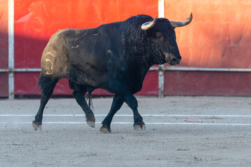 Bull walks confidently in the arena during a traditional festival event in Spain's countryside