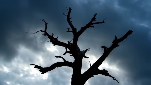 Silhouette of a barren tree against a dramatic sky