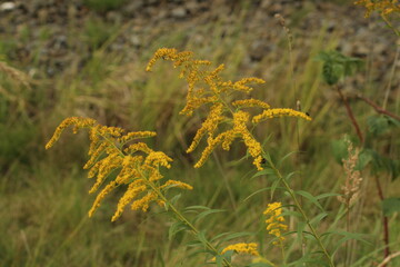 A close-up of a tall yellow goldenrod, Solidago spp, in a meadow in Czechia. Focus on a stem of flowers and leaves with many flowers blurred in the background. Canada goldenrod
