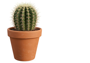 cactus isolated on white