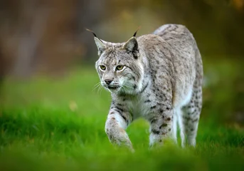 Gordijnen Lynx Eurasian lynx ( Lynx lynx ) close up  © Piotr Krzeslak