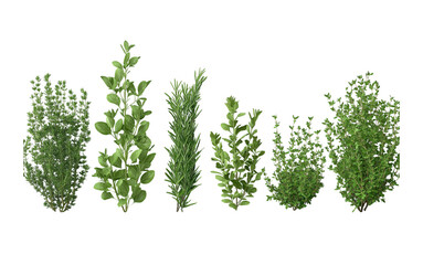 a variety of realistic, high-quality plant elements like rosemary and thyme, arranged in a row on a white background. the plants should be depicted with attention to detail, showcasing their unique te