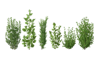a variety of realistic, high-quality plant elements like rosemary and thyme, arranged in a row on a white background. the plants should be depicted with attention to detail, showcasing their unique te
