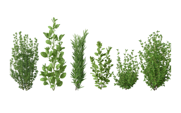 a variety of realistic, high-quality plant elements like rosemary and thyme, arranged in a row on a white background. the plants should be depicted with attention to detail, showcasing their unique te