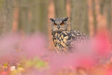 Eurasian eagle-owl Bubo bubo bird young northern owl feather snowdrop dusty fluff wild nature lesser horned cat, beautiful animal, lovely animal, bird watching ornithology, fauna wildlife sweet Europe