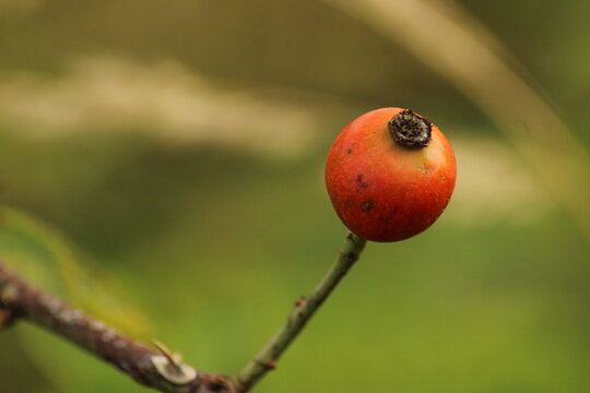 Rose hip The rose hip or rosehip is the accessory fruit of the various species of rose plant.
