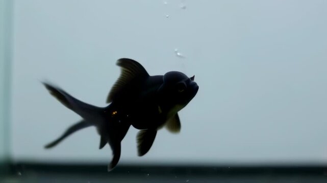 Black fish swimming in a light-gray aquarium