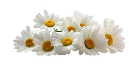  a group of daisies, each with white petals and a yellow center, set against a pure white background with a cutout design, in a png file. the flowers have delicate textures that give them an elegant a