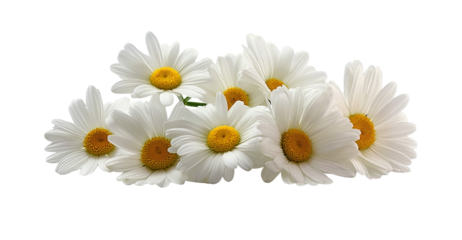  a group of daisies, each with white petals and a yellow center, set against a pure white background with a cutout design, in a png file. the flowers have delicate textures that give them an elegant a