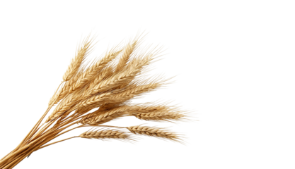 Golden wheat ears arranged on a white background, symbolizing harvest and agriculture. The dry grain stalks are captured in high resolution with natural lighting, ideal for use in food, farming, organ